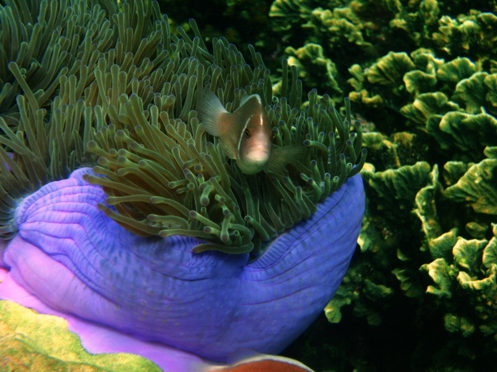 Anemone - Skunk Clownfish