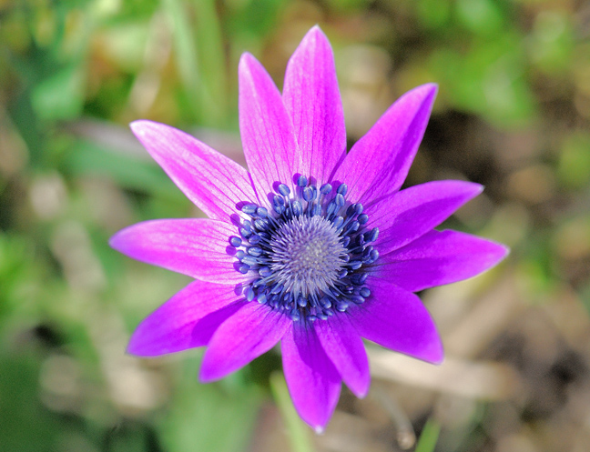 anemone stellata di campagna