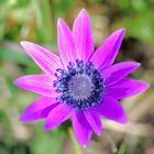 anemone stellata di campagna