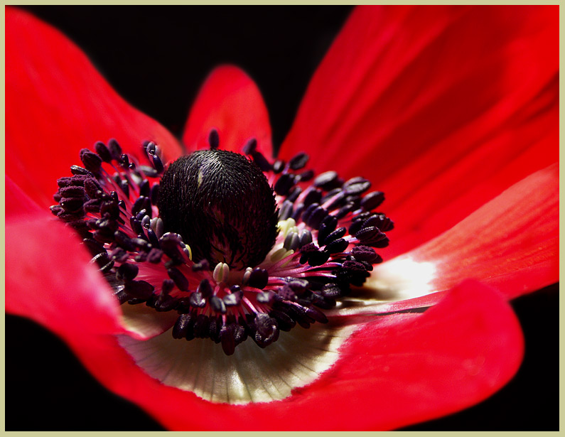 Anemone Studie