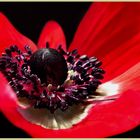 Anemone Studie