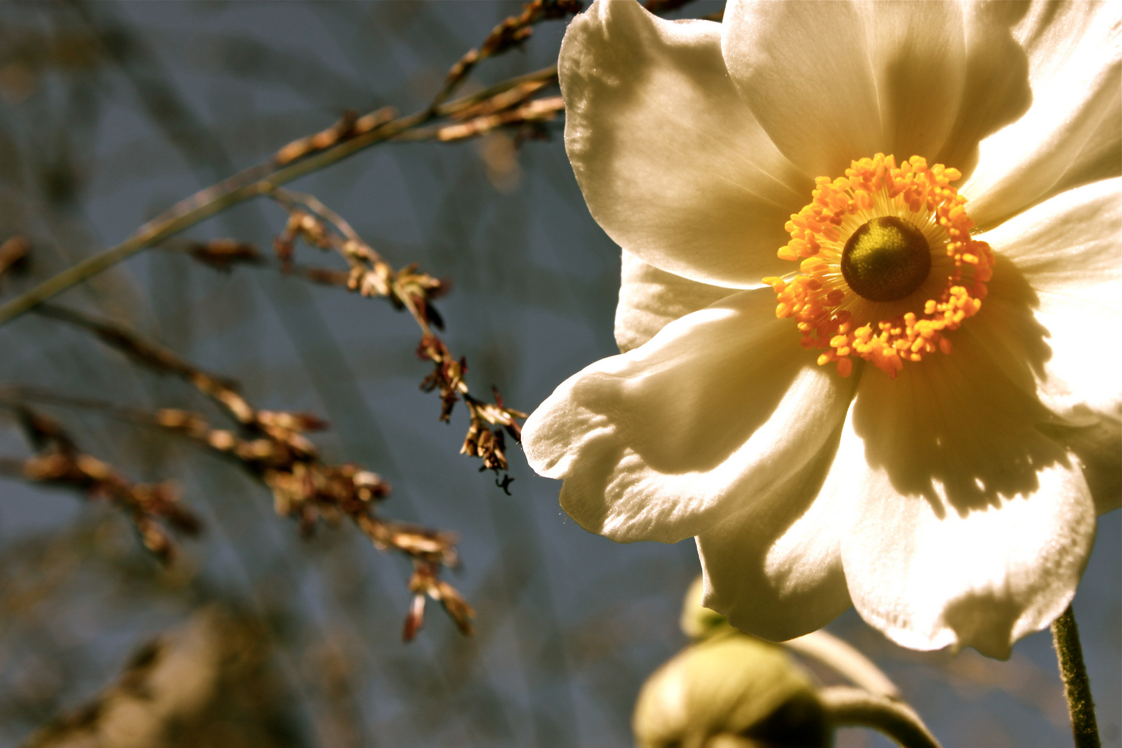 Anemone Sunshine