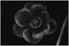 Anemone S/W