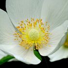 Anemone sylvestris