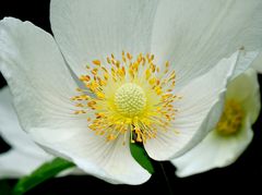 Anemone sylvestris