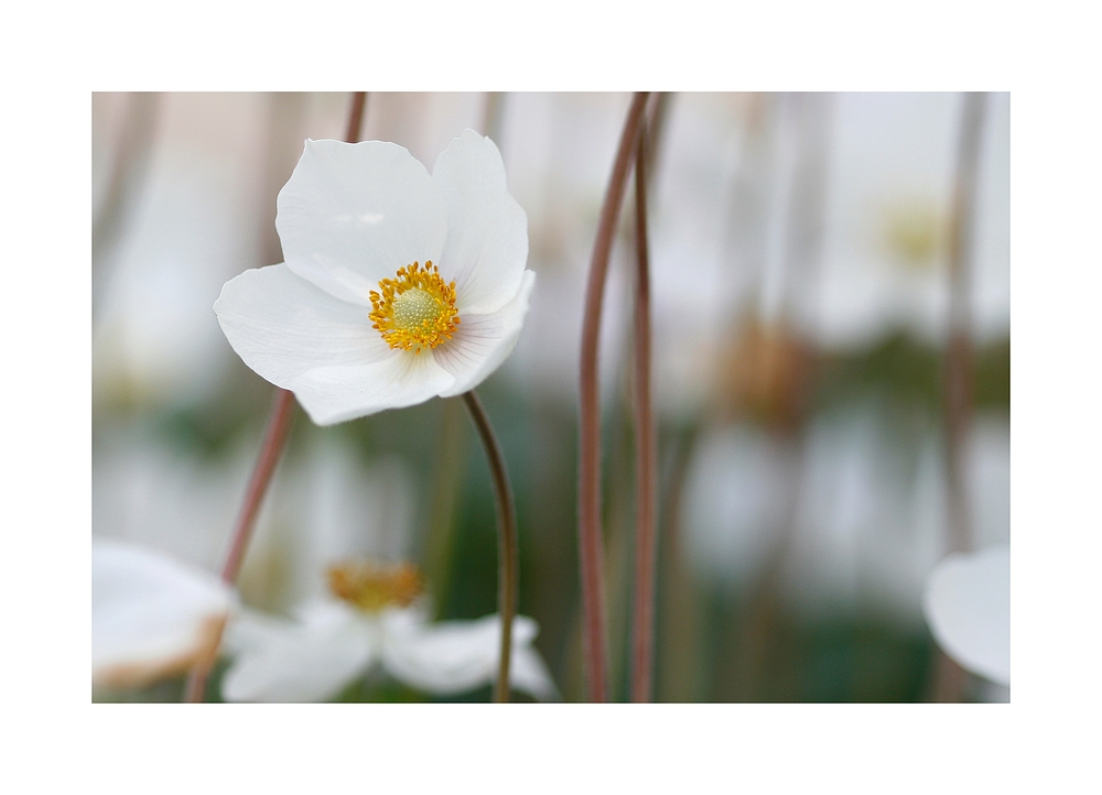 Anemone sylvestris