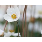 Anemone sylvestris