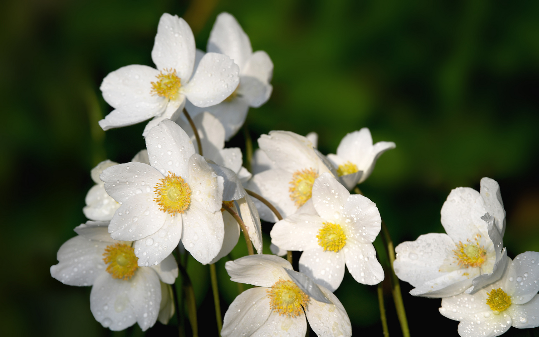 Anemone sylvestris