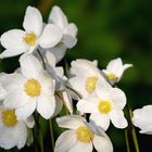 Anemone sylvestris