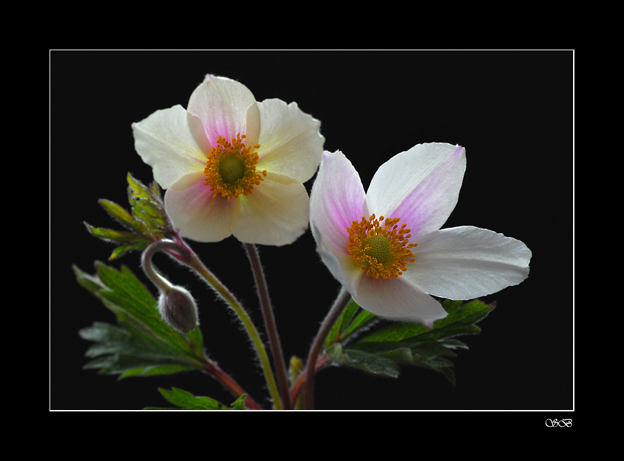 Anemone sylvestris