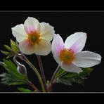 Anemone sylvestris