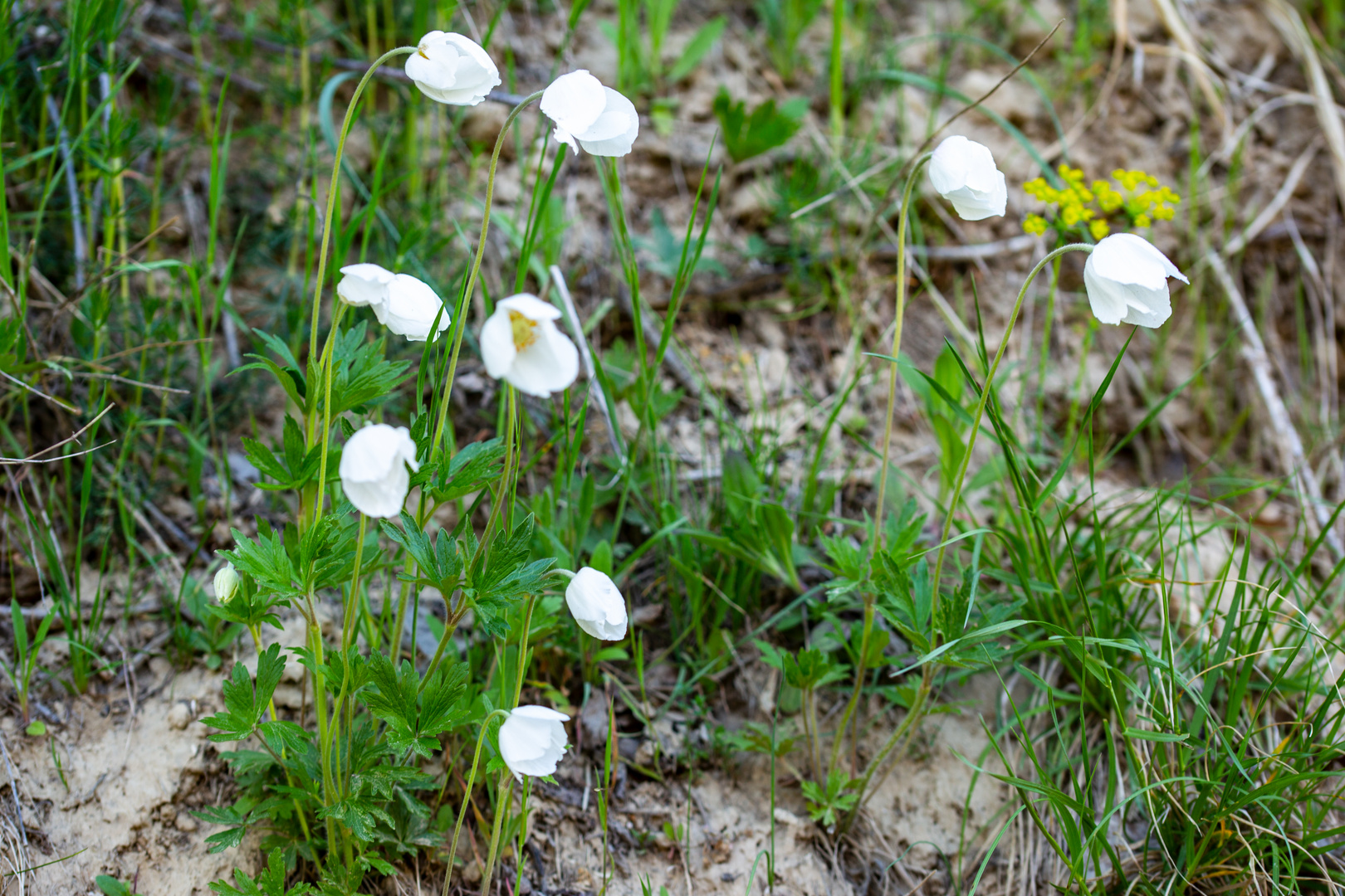 Anemone sylvestris