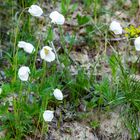 Anemone sylvestris