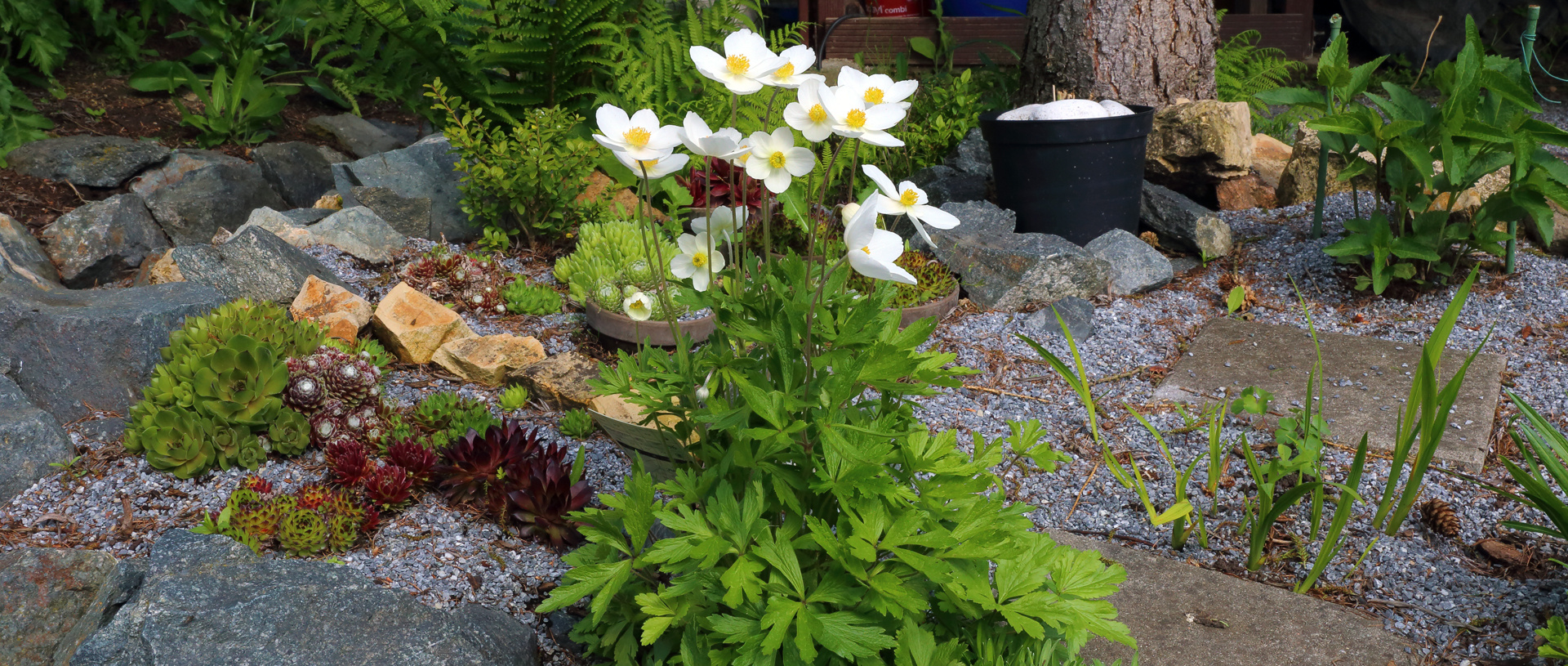 Anemone sylvestris - die Große Waldanemone ist fast immer eine besondere Zierde des Gartens