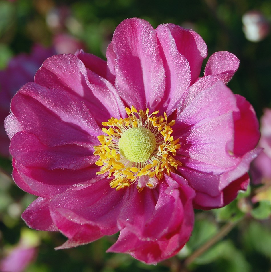 Anemone - taufrisch