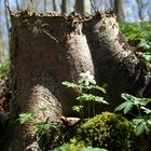 Anemone Teil 3 "Mauerblümchen mitten im Wald"