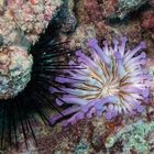 Anemone, Telmatactis cricoides