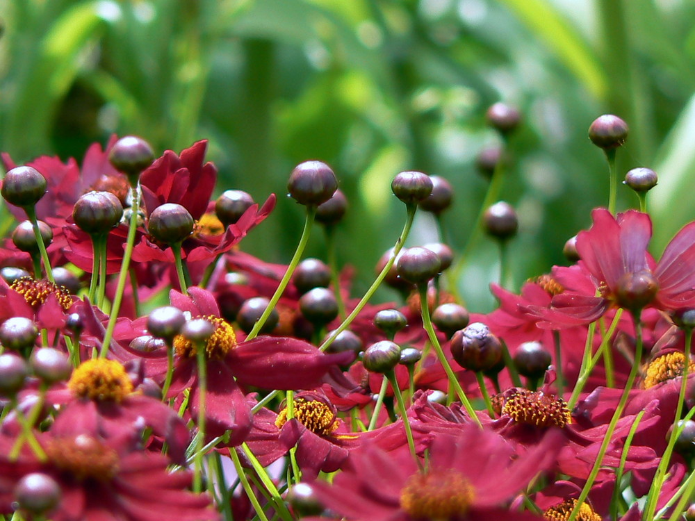 Anémone Tomentosa rouge