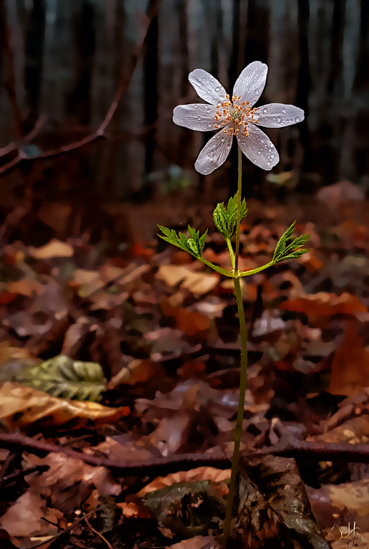 Anemone Tropfnass...