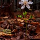 Anemone Tropfnass...