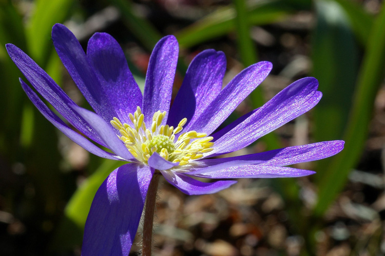 ... Anemone und Kaiserwetter ....