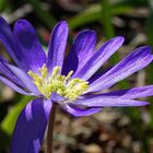 ... Anemone und Kaiserwetter ....