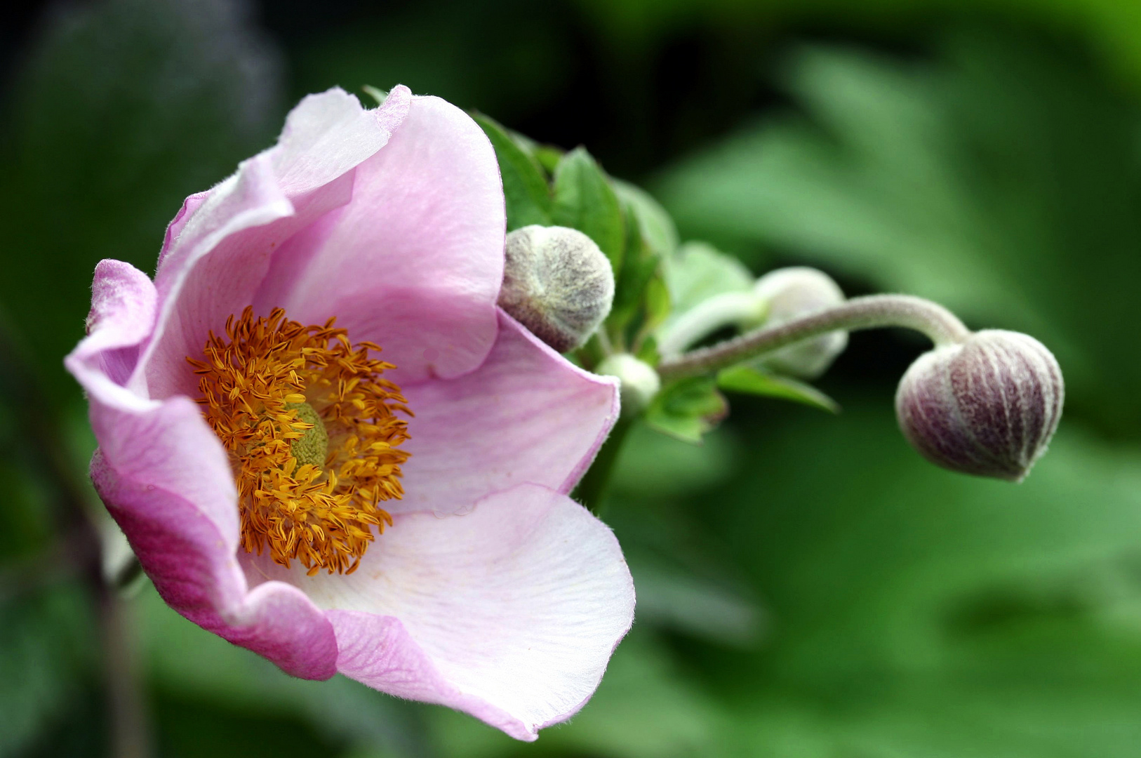 Anemone und Knospe