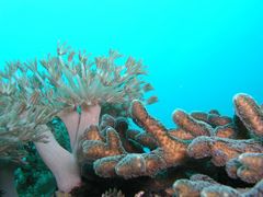 Anemone und Koralle