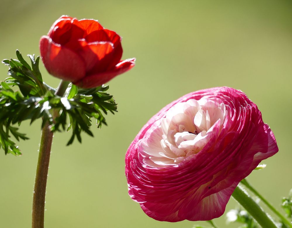 Anemone und Ranunkel