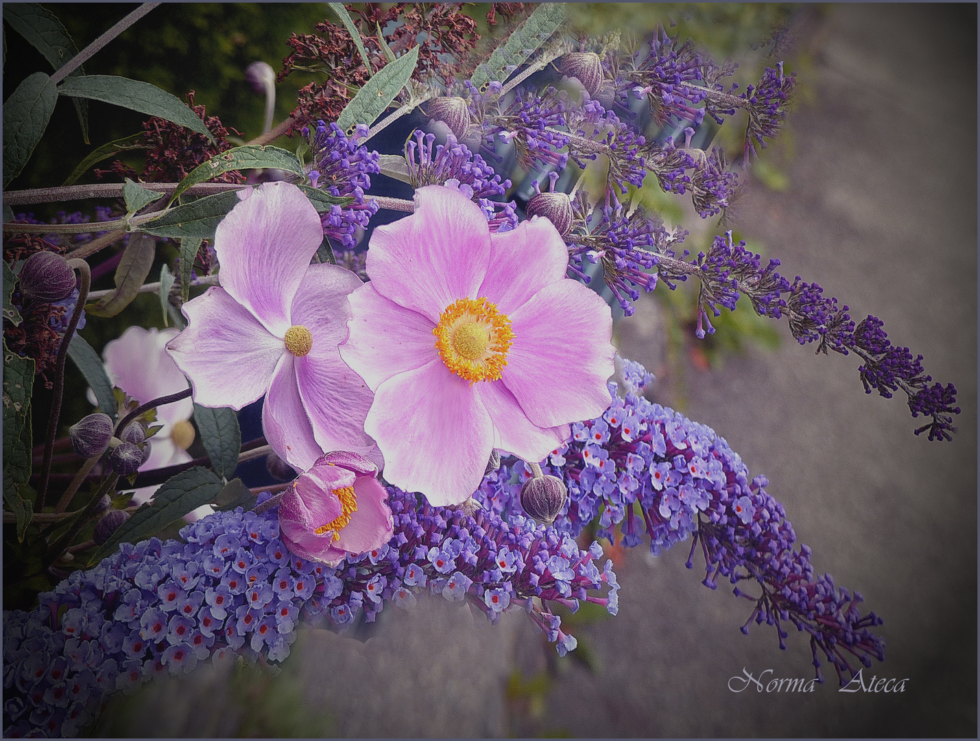 Anemone und Sommerflieder  