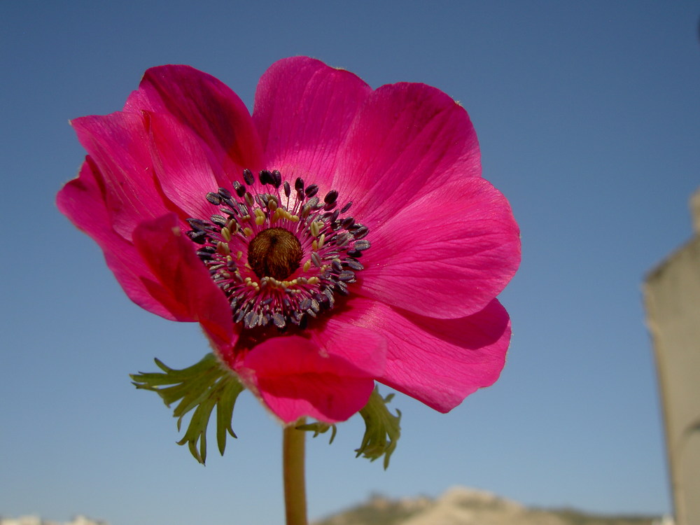 Anemone unter südlichem Himmel