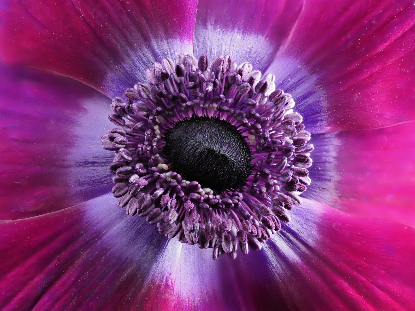 Anemone Violett