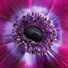 Anemone Violett