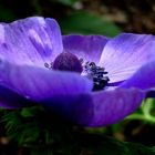 Anemone violett