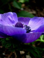 Anemone violett