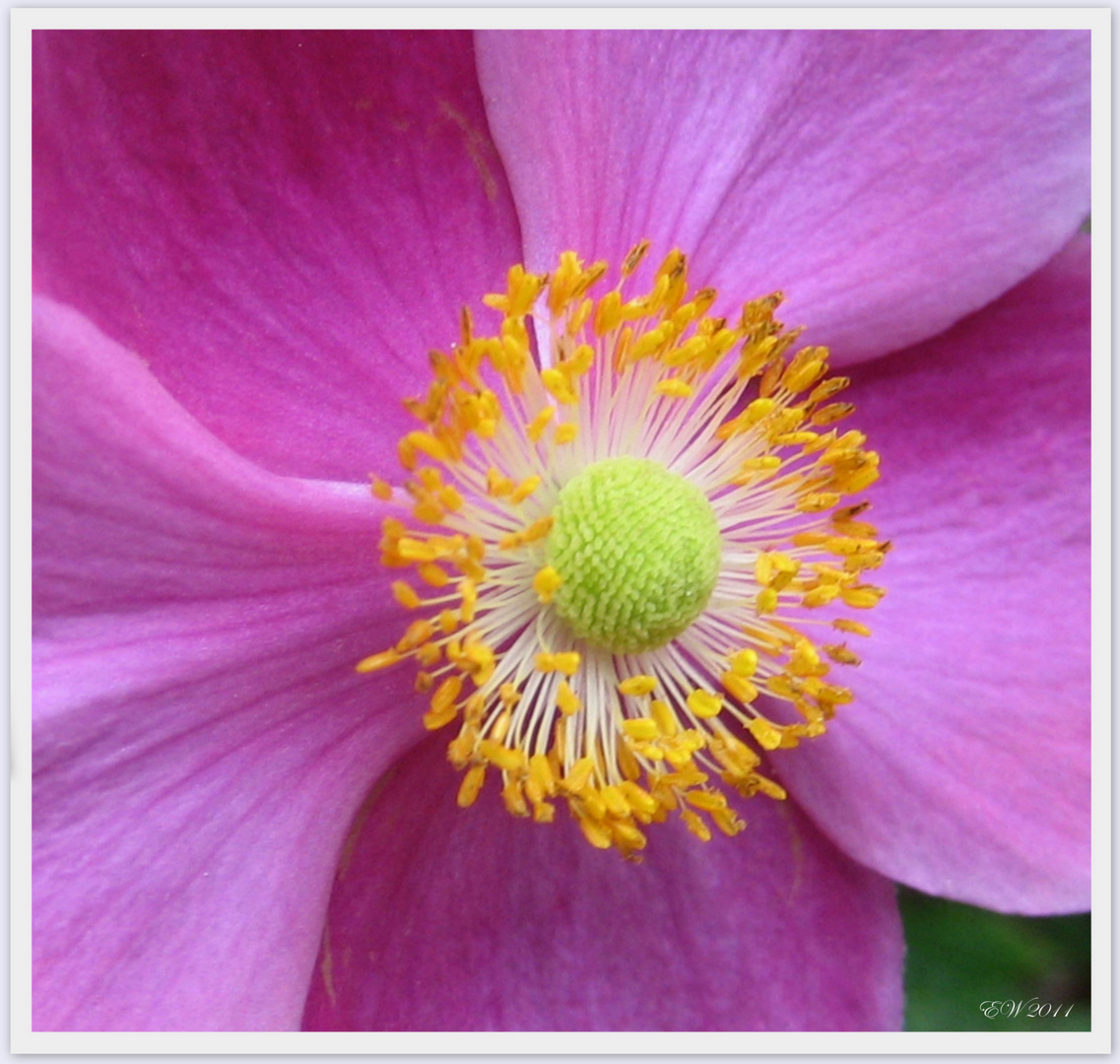 Anemone 'vitifolia'