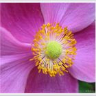 Anemone 'vitifolia'