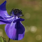 Anemone - vom Winde verweht