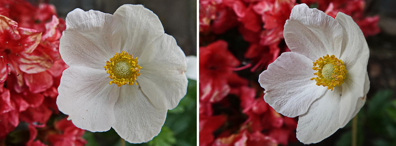 Anemone vor dem Hintergrund der Azalee