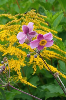 Anemone vor der Goldrute