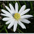 Anemone (weiss)