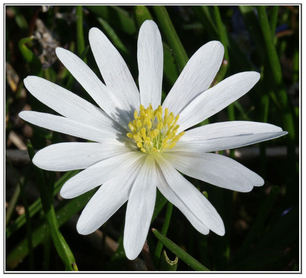 Anemone (weiss)