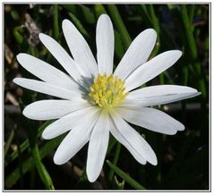 Anemone (weiss)