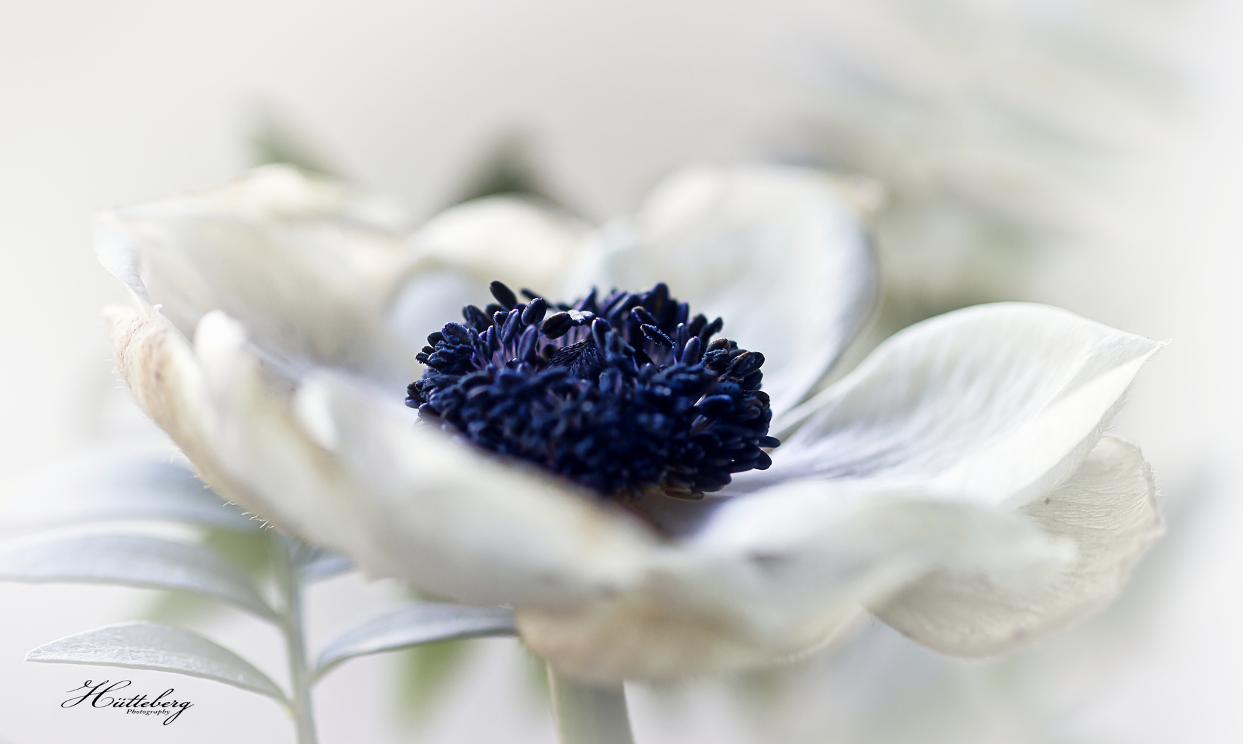 Anemone weiss 