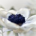 Anemone weiss 