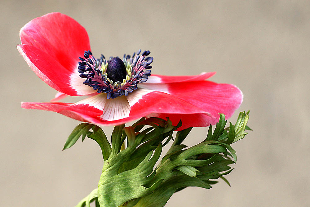 Anemone wie ein Damenhut beim Pferderennen