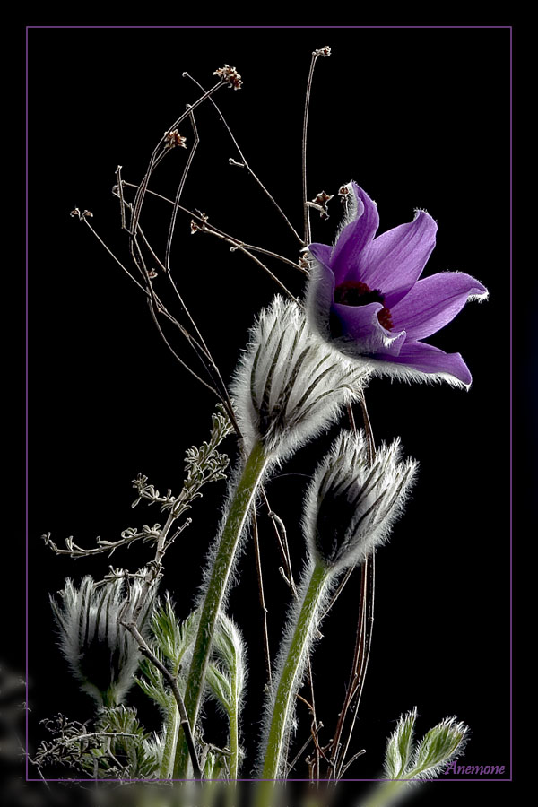 Anemone - Wild Beauty