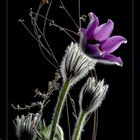 Anemone - Wild Beauty