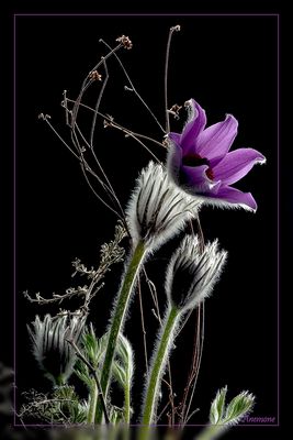 Anemone - Wild Beauty
