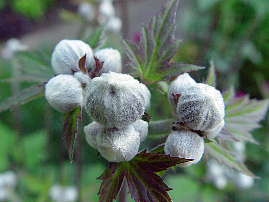 Anemone x Hybrida